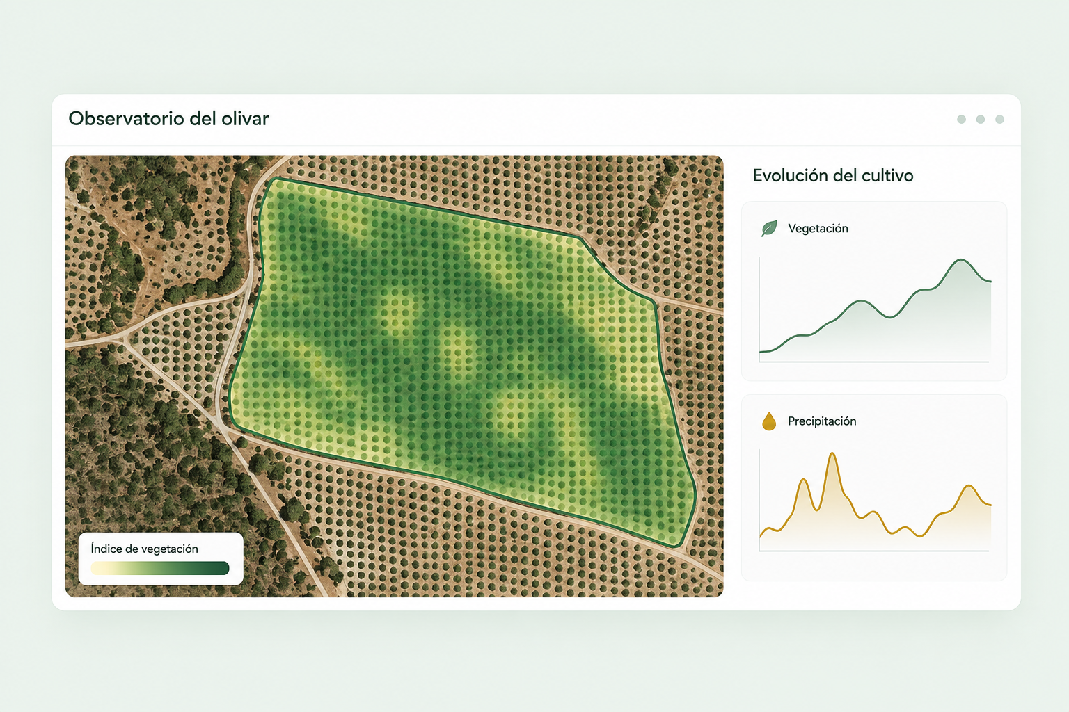 Vista ilustrativa del observatorio del olivar: mapa de vegetación y evolución del cultivo.
